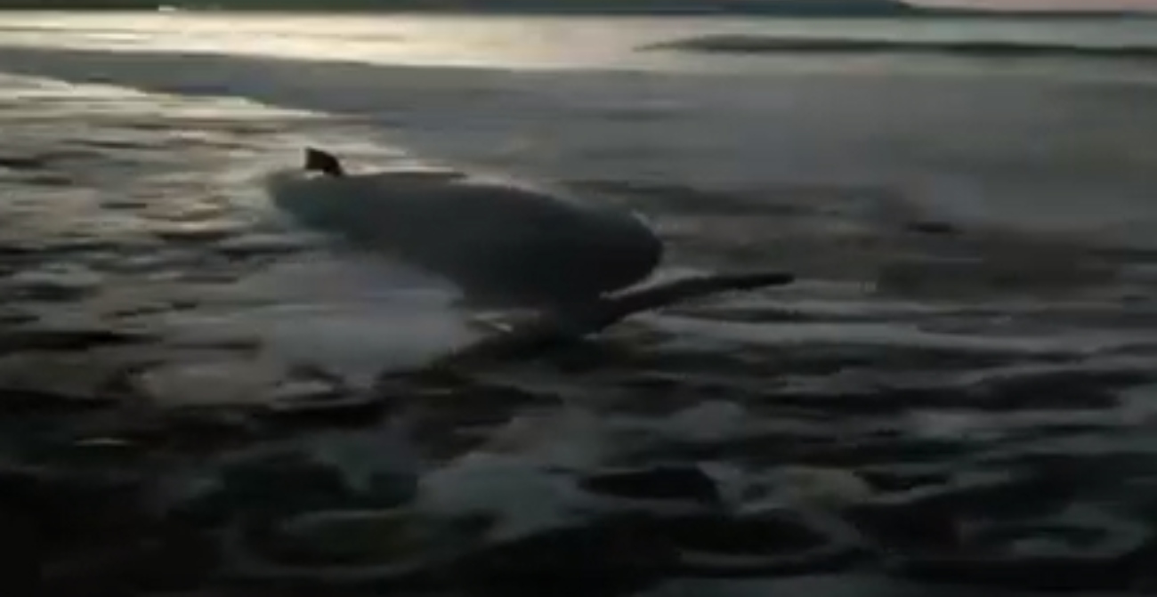 Εντοπίστηκαν τέσσερις φάλαινες στην Πάφο - Δείτε βίντεο 