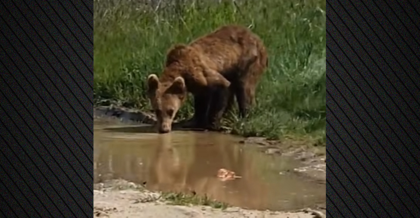 Video: Αρκουδάκι εμφανίστηκε στη μέση του δρόμου στην Ελλάδα 