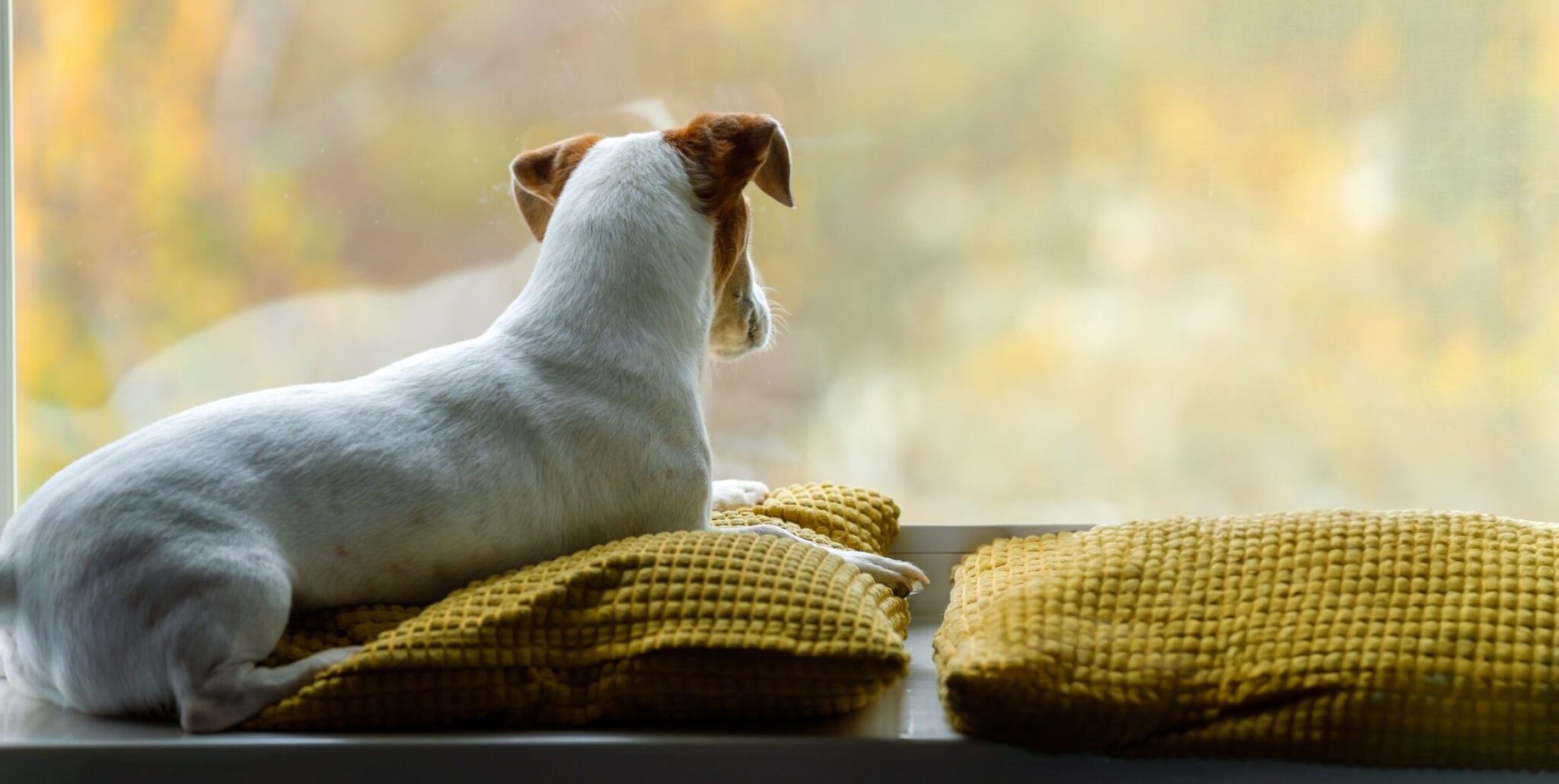 Πώς νιώθει ο σκύλος κάθε φορά που μας βλέπει να φεύγουμε από το σπίτι