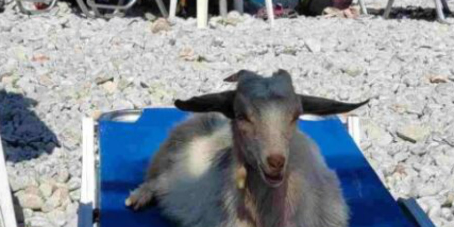 Viral η φωτογραφία κατσίκας στην Ελλάδα που ποζάρει σε ξαπλώστρα