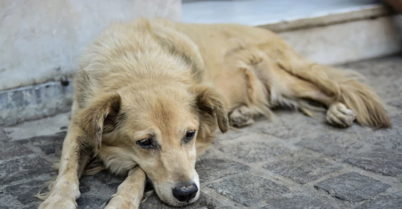 Κτηνωδία στη Λέσβο: Έριξαν φόλα σε αυλή σχολείου και σκότωσαν σκυλίτσα μαθήτριας