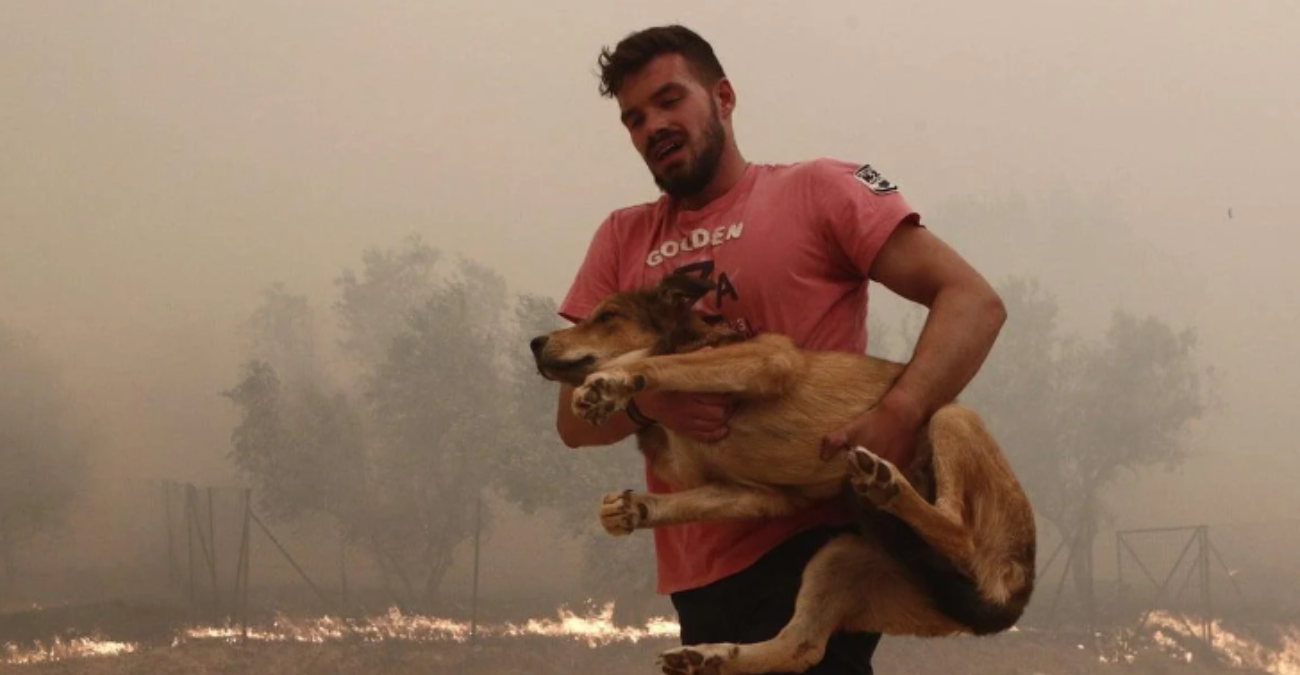 Φωτιές στην Ελλάδα: Αγώνας κατοίκων να σώσουν τα ζωάκια τους - Συγκλονίζουν οι εικόνες