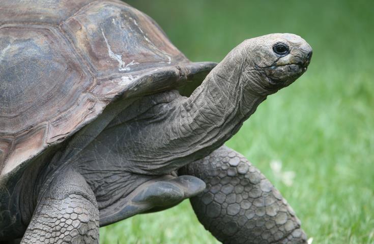 Πρόστιμο σε οδηγό που πάτησε χελώνα είδους που απειλείται με εξαφάνιση, στα Γκαλαπάγκος