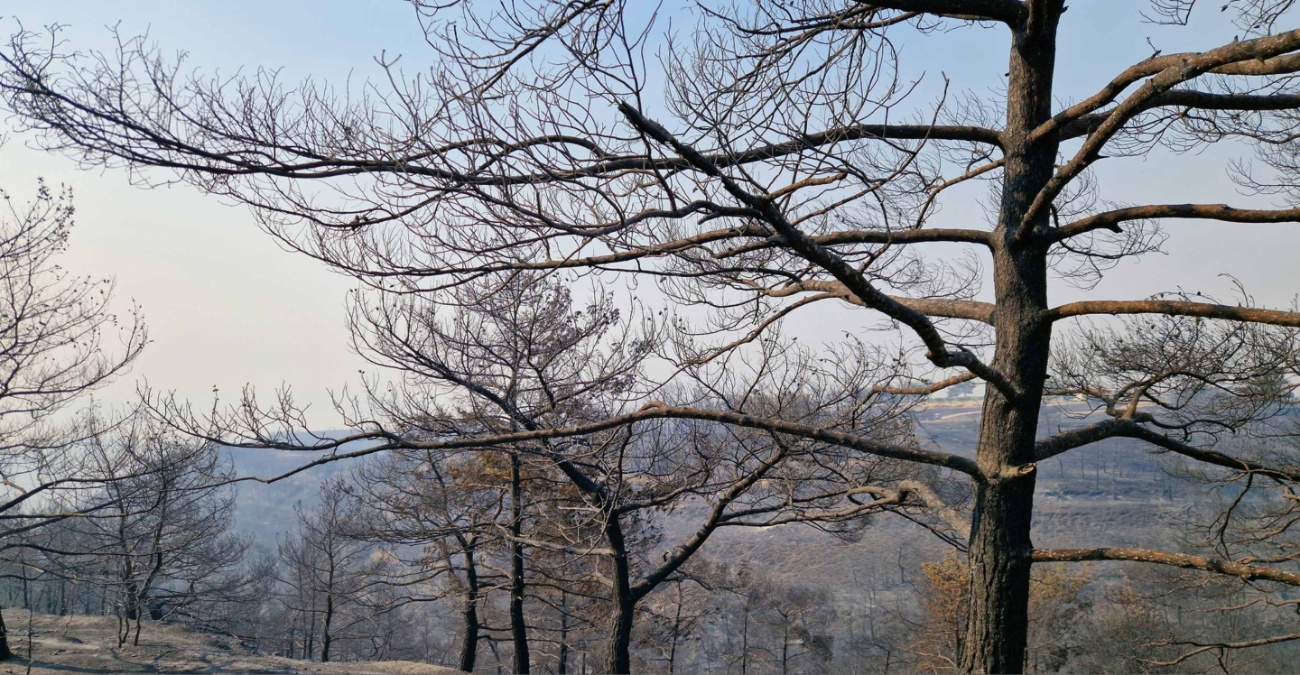 Κύμα αλληλεγγύης από Λάρνακα και Αμμόχωστο για τους πυρόπληκτους 