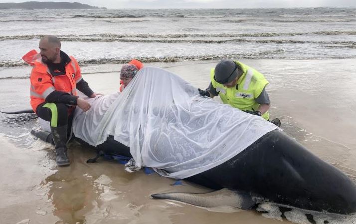 Τέσσερις γκρίζες φάλαινες ξεβράστηκαν νεκρές στον κόλπο του Σαν Φρανσίσκο