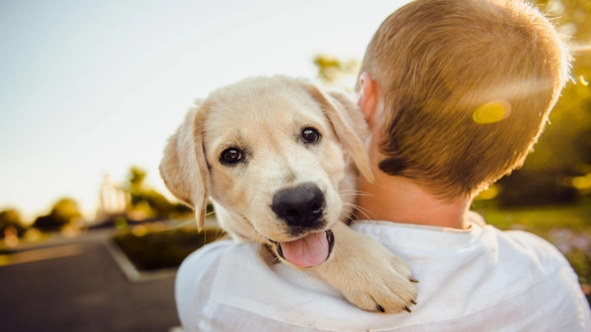 Ούτε Labrador ούτε Poodle: Αυτές είναι οι πιο όμορφες ράτσες σκύλων