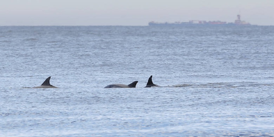 Τα δελφίνια χαίρονται έναν Βόσπορο ασυνήθιστα γαλήνιο χάρη στο lockdown