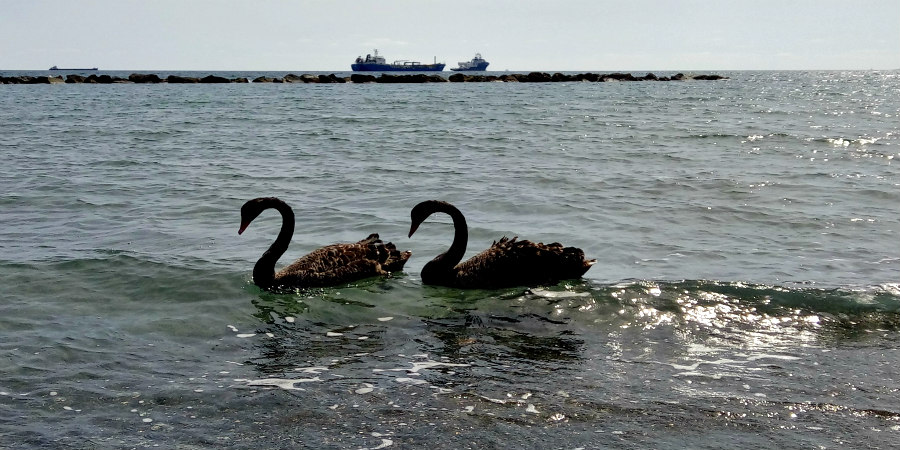 Έκλεψαν τις εντυπώσεις δυο μαύροι κύκνοι στη θάλασσα της Λεμεσού – ΦΩΤΟΓΡΑΦΙΕΣ 