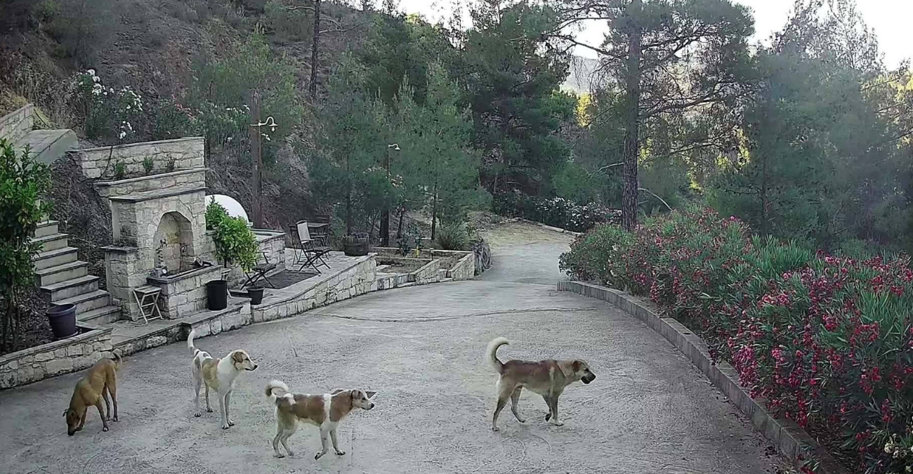 Τρόμος σε χωριά της Λεμεσού: Αγέλη σκύλων σκοτώνει ζώα και απειλεί κατοίκους - Φωτογραφίες
