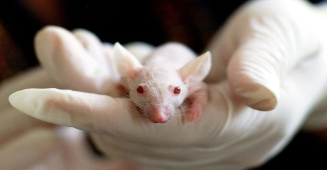 Επιστήμονες στην Πορτογαλία δημιούργησαν κατά λάθος ένα εξάποδο ποντίκι χωρίς... γεννητικά όργανα