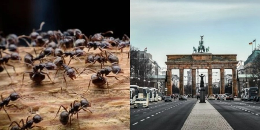 Έγινε κι αυτό: Χάος στην Γερμανία από μυρμήγκια - Έκαναν σεξ αφήνοντας χιλιάδες χωρίς ίντερνετ