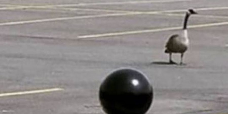 Εξαγριωμένη χήνα επιτέθηκε σε γυναίκα – Περπατούσε αμέριμνη στο παρκινγκ – VIDEO