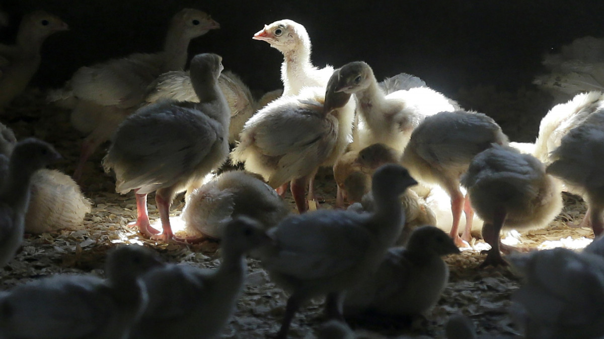 Ρωσία: Κατέγραψε το πρώτο περιστατικό παγκοσμίως μόλυνσης ανθρώπου με την γρίπη πτηνών AH5N8 