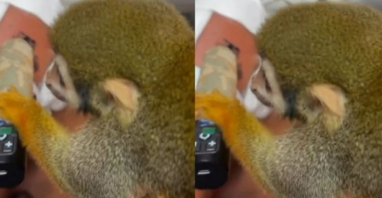Ο απίστευτος πίθηκος που κάνει τατουάζ σε ανθρώπους έχει κάνει θραύση στο διαδίκτυο - Δείτε βίντεο