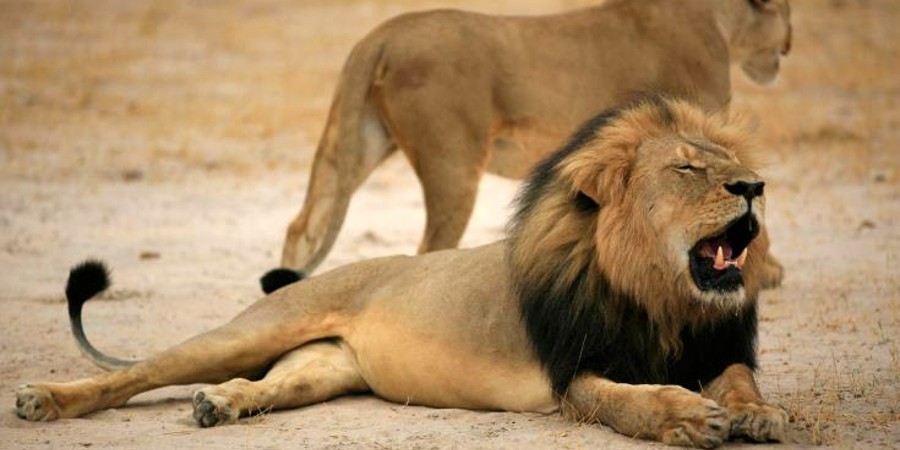 Απίστευτο: Πούμα και λιοντάρια μολύνθηκαν από την COVID-19 στην Αφρική - Είχαν και συμπτώματα