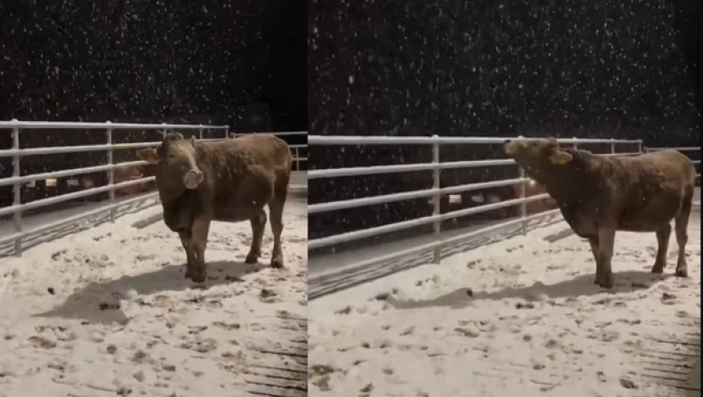 Αγελάδα βλέπει χιόνι για πρώτη φορά και τρελαίνει τα social - Δείτε βίντεο