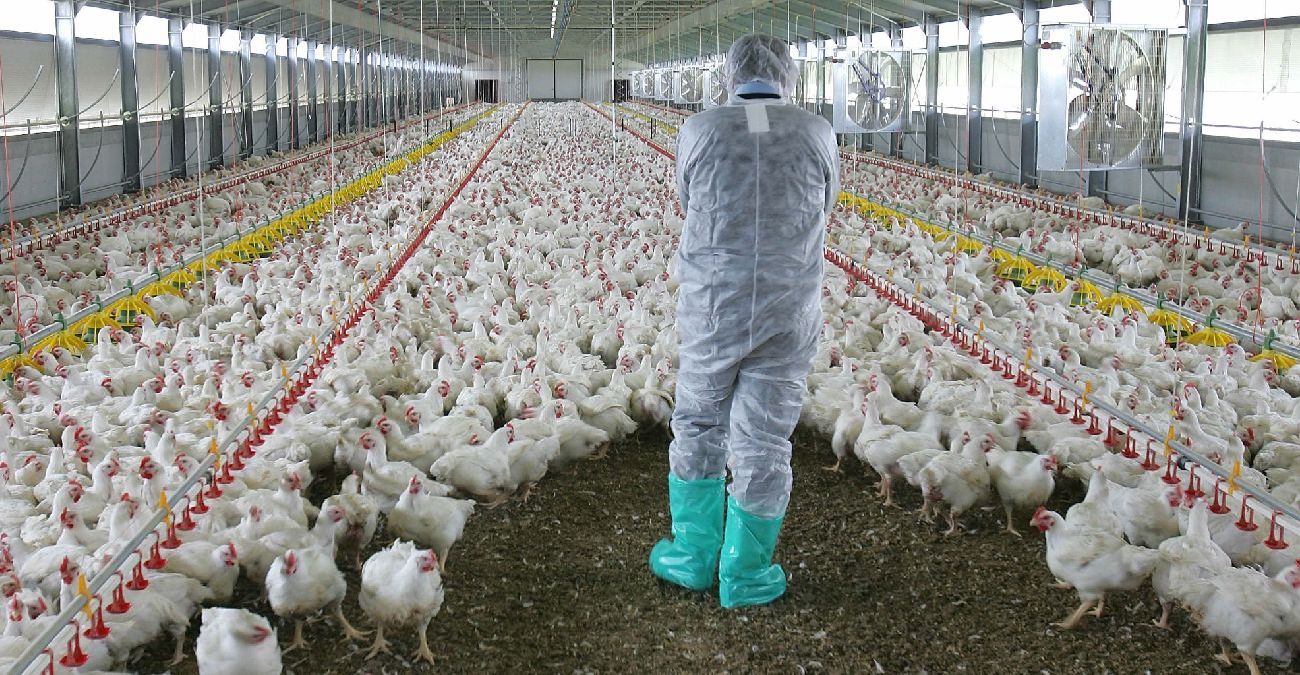 Γρίπη των πτηνών σε άνθρωπο - Ανακοίνωσε το πρώτο κρούσμα η Χιλή - Η κατάσταση της υγείας του