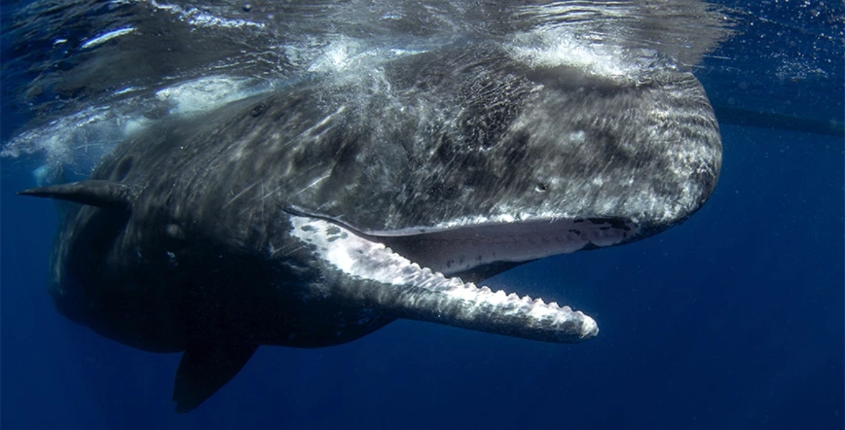 Κεχριμπάρι αξίας 500.000 ευρώ βρέθηκε στο έντερο νεκρής φάλαινας
