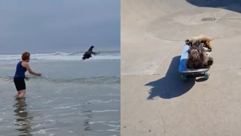 Οι viral κότες που κάνουν surf και skateboard 