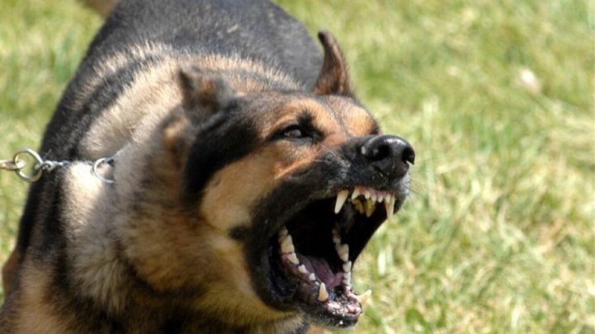 Σκληρές εικόνες από επίθεση σκύλων σε 34χρονη στην Καλαμάτα - «Νόμιζα ότι θα με σκοτώσουν»