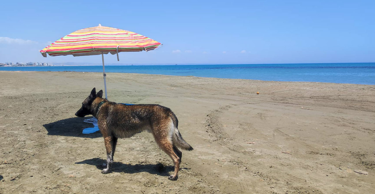 Έχεις σκύλο και θες να πας παραλία; Νέα αναβάθμιση στη Λάρνακα - Δωρεάν κρεβατάκια και ομπρέλες για τους λουόμενους