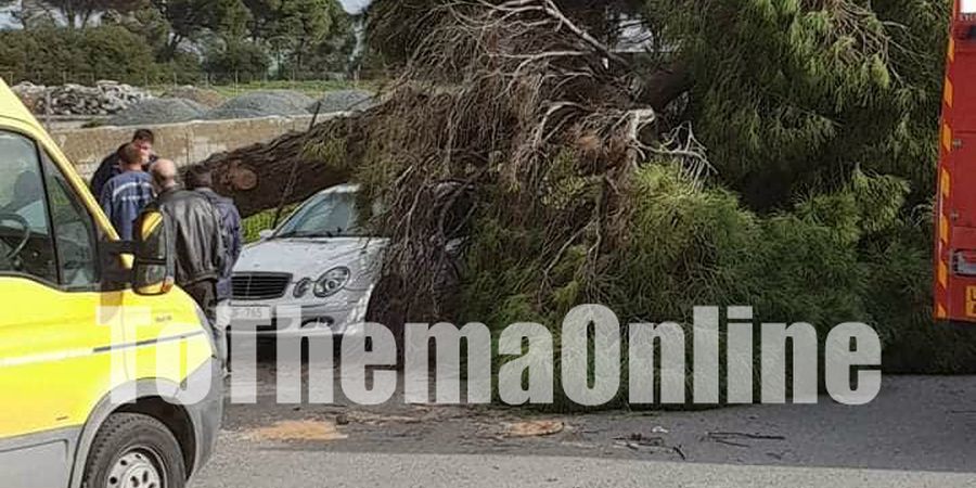 ΛΕΜΕΣΟΣ: Δέντρο έπεσε σε όχημα – Πυροσβεστική και Δήμος στο σημείο – ΦΩΤΟΓΡΑΦΙΕΣ