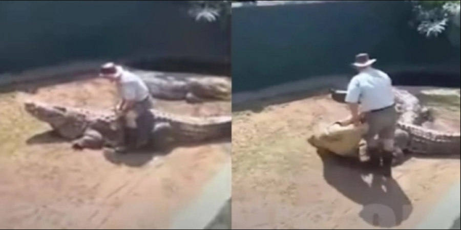 Γιγαντιαίος κροκόδειλος άρπαξε τον εκπαιδευτή του μπροστά σε θεατές - Σοκαριστικό βίντεο
