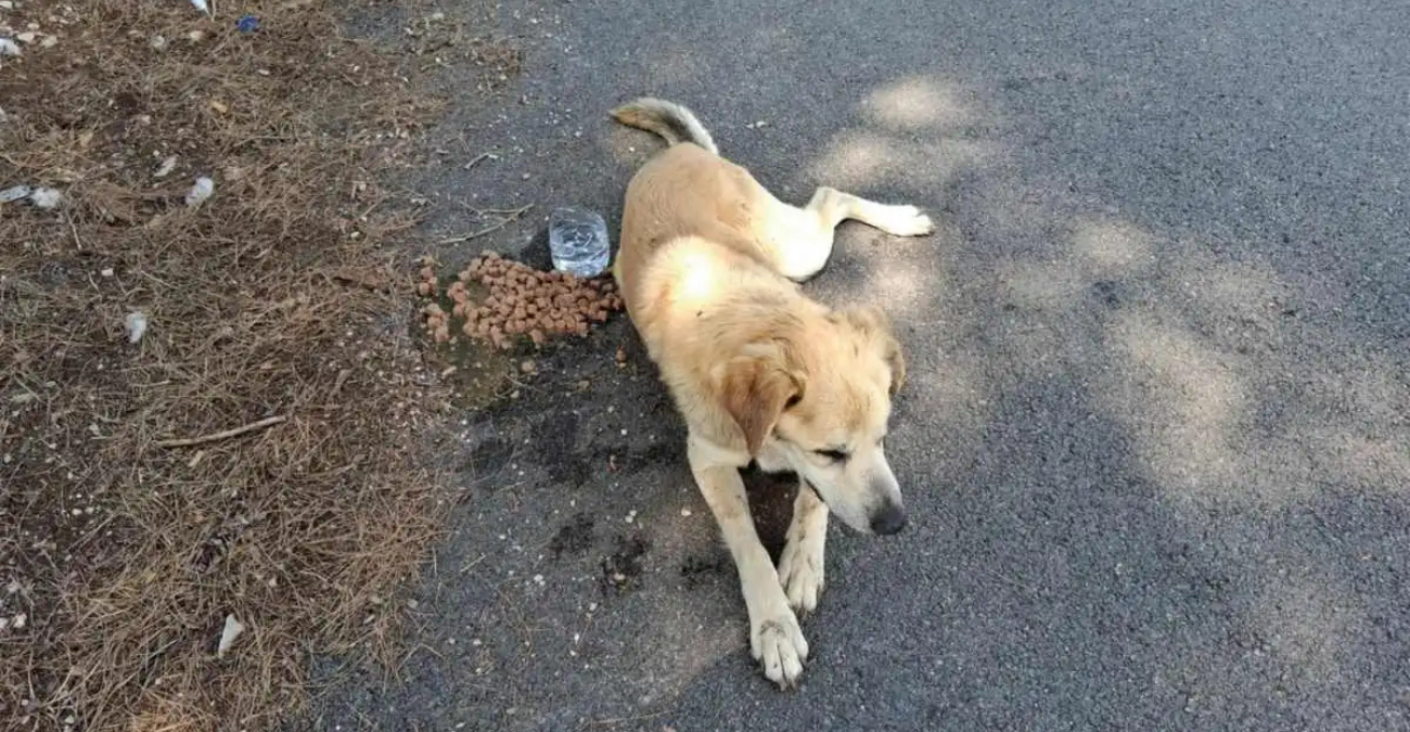 Άφησαν σκύλο αβοήθητο σε εγκαταλελειμμένο σπίτι στη Λάρνακα - Όσα συγκλονιστικά αναφέρει πολίτης - Φωτογραφίες