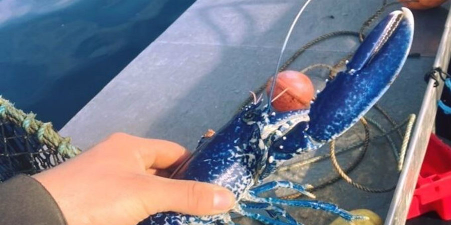 Ψαράς έπιασε σπάνιο μπλε αστακό στο Πόρτλαντ - Δείτε φωτογραφία