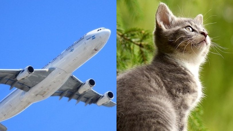 Αεροσκάφος έκανε αναγκαστική προσγείωση μετά από επίθεση γάτας στον πιλότο