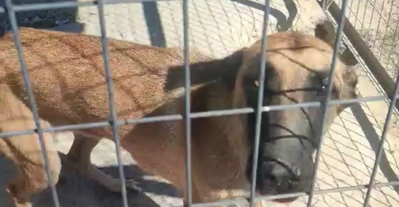 Αποτροπιαστικό περιστατικό: Βρήκαν σκύλο κλεισμένο μέσα σε κλουβί και σε άθλια κατάσταση- «Ο κουβάς δεν είχε ούτε μία σταγόνα νερό» - Εικόνα