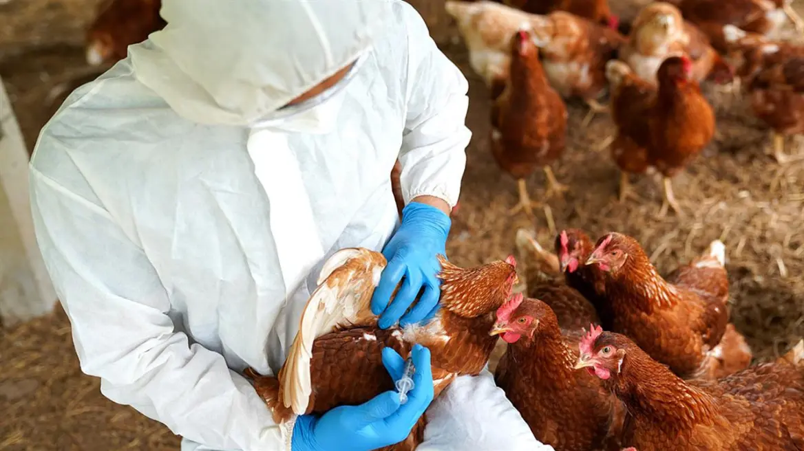 ΗΠΑ: Τρία ύποπτα κρούσματα της γρίπης των πτηνών H5 σε ανθρώπους