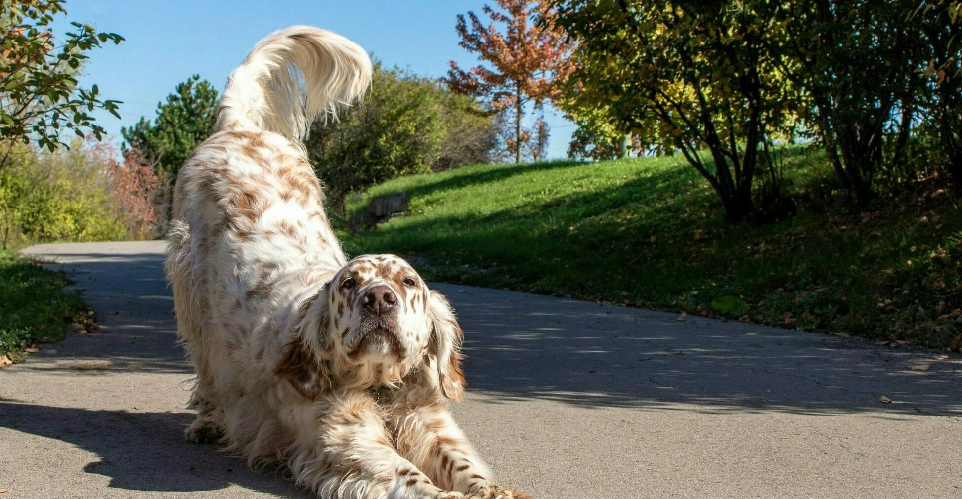 Τι εκφράζει και σε τι είναι χρήσιμη η ουρά του σκύλου