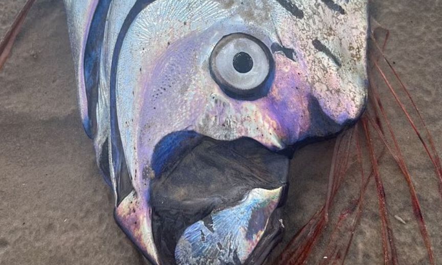 «Προάγγελος της καταστροφής»: Ξεβράστηκε το ψάρι που «δείχνει» πώς έρχεται μεγάλος σεισμός