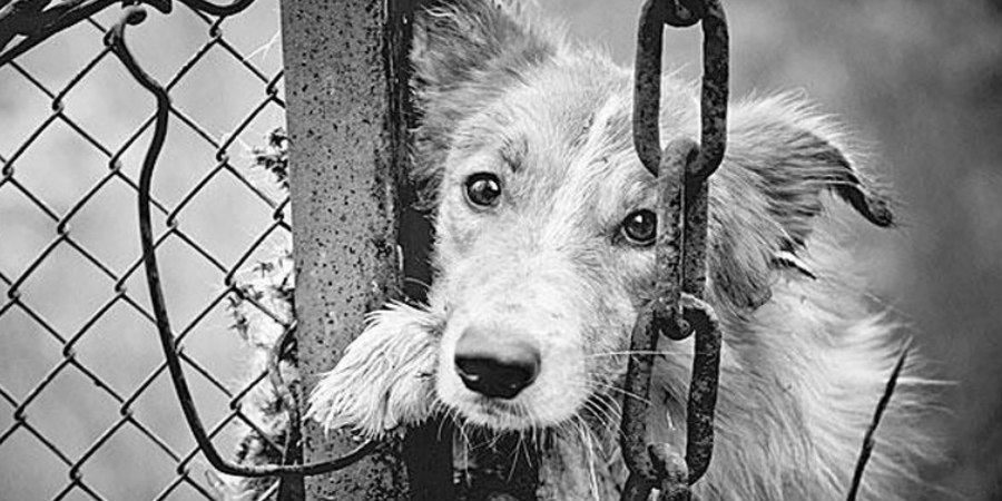 Διενήργησαν έρευνα στην οικία του για κακοποίηση ζώων και τον συνέλαβαν - 27 σκύλοι ζούσαν σε ακατάλληλες συνθήκες