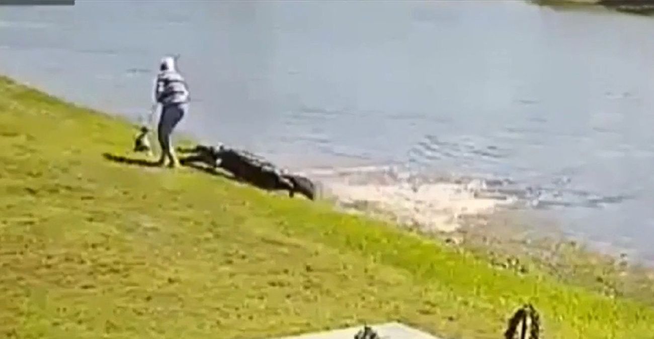 Θανατηφόρα επίθεση από αλιγάτορα σε ηλικιωμένη - Σοκάρει βίντεο που καταγράφει το περιστατικό στις ΗΠΑ