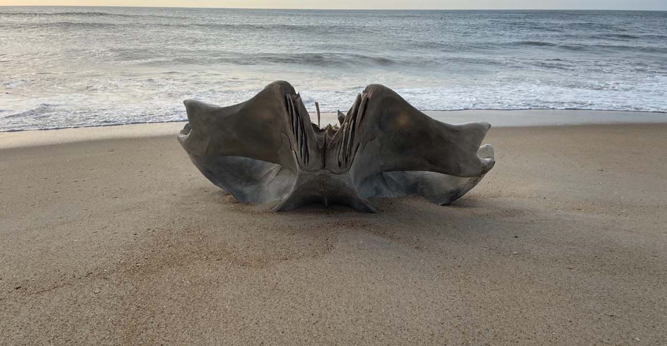 Κρανίο που ανήκει σε πλάσμα βάρους 40 τόνων ξεβράστηκε σε παραλία στις ΗΠΑ 
