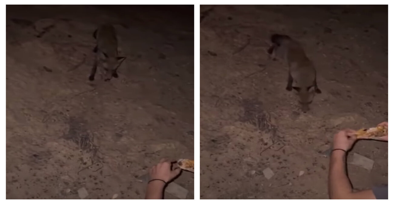 Η συγκινητική στιγμή που κάτοικος Έβρου ταΐζει αλεπού σε καμένη περιοχή - Δείτε βίντεο