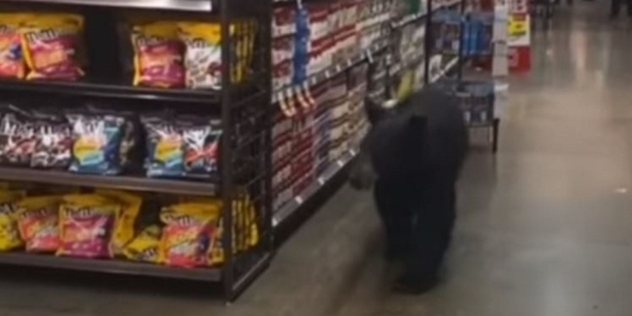 Viral βίντεο: Αρκούδα μπήκε σε σούπερ μάρκετ στο Λος Άντζελες να «ψωνίσει»