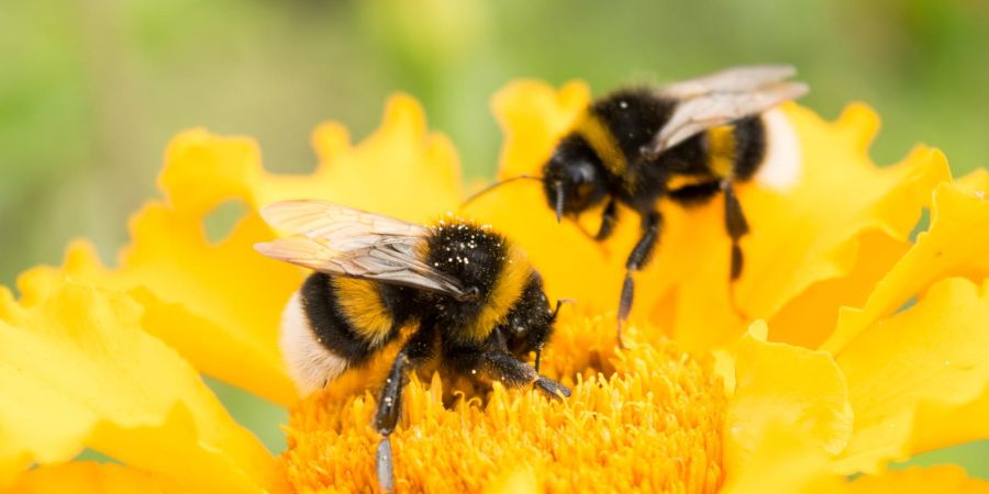 ΚΥΠΡΟΣ: Μέτρα προστασίας της μέλισσας