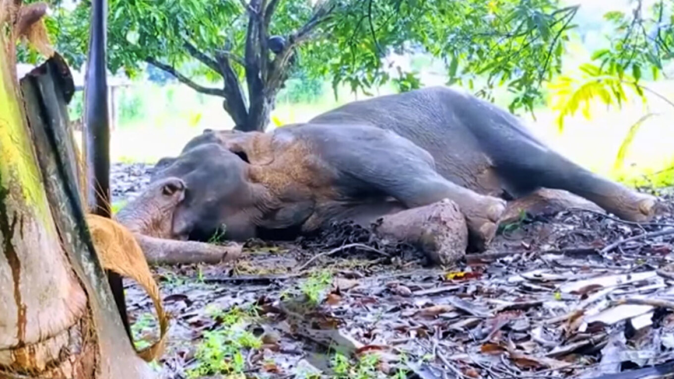 ΒΙΝΤΕΟ: Τρεις άνδρες έκαψαν ζωντανό άγριο ελέφαντα στη Σρι Λάνκα, αφού τον πυροβόλησαν