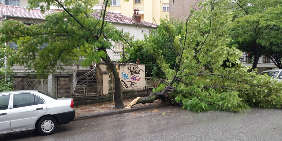 ΠΑΦΟΣ: Δυνατοί άνεμοι έφεραν προβλήματα- Αποκόπηκε δέντρο 