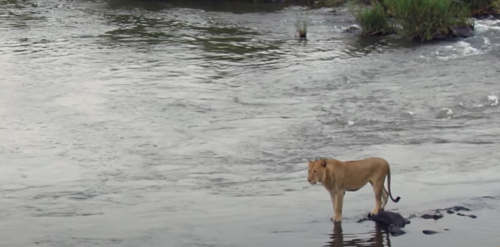 Λιοντάρι κατάφερε να επιζήσει από την ενέδρα που του έστησε κροκόδειλος όταν περνούσε το ποτάμι - Δείτε βίντεο 