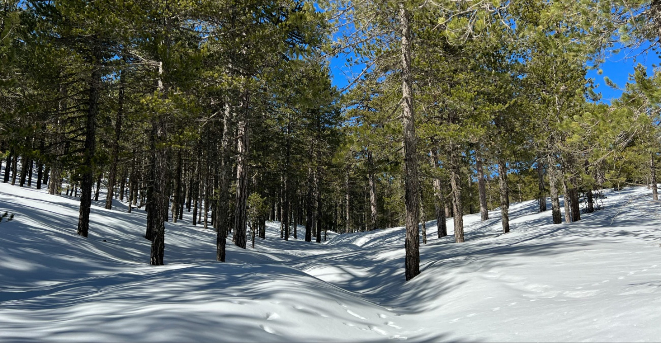 «Παγώνει» η Κύπρος: Τσουχτερό κρύο και παγετός σε ορεινά και εσωτερικό – Πότε ανεβαίνει η θερμοκρασία