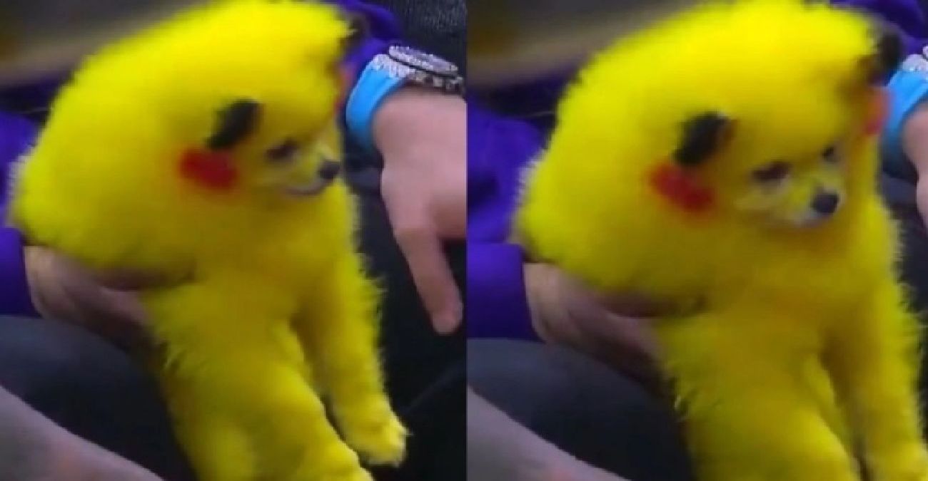 Οπαδός του NBA έβαψε το σκυλί του σαν τον Pikachu – Βίντεο