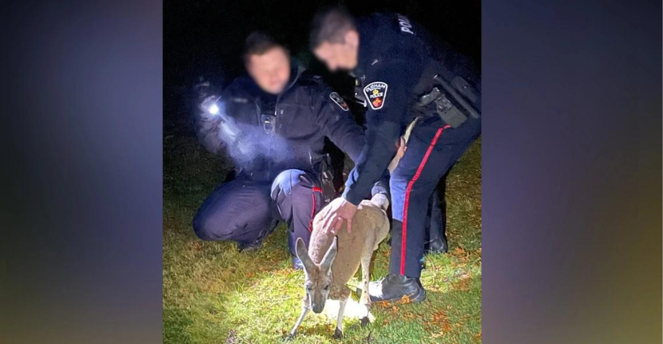 Καναδάς: Θηλυκό καγκουρό... γρονθοκόπησε στο πρόσωπο αστυνομικό