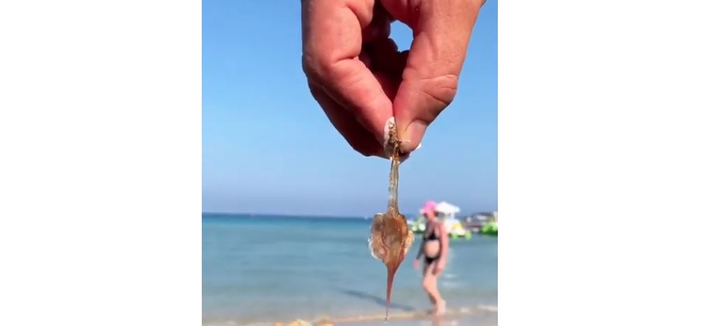 Κύπρια ηθοποιός εντόπισε μέδουσα σε γνωστή παραλία της Αγίας Νάπας – VIDEO
