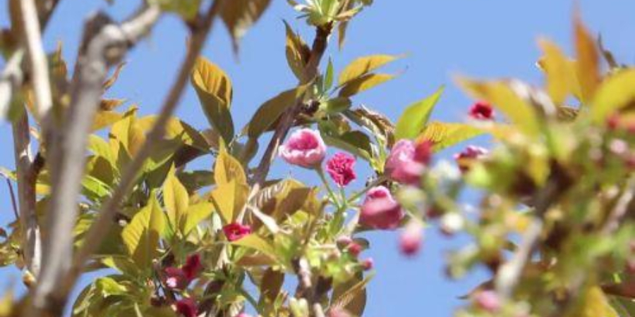 Πάρκο με ιαπωνικές κερασιές στο χωριό Κάμπος στο πλαίσιο 60 χρόνων διπλωματικών σχέσεων Κύπρου - Ιαπωνίας 