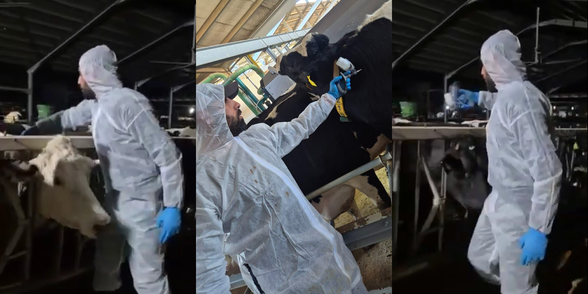 VIDEO: Στην πρώτη γραμμή της μάχης - Συνεχίζονται εντατικά οι εμβολιασμοί κατά του αφθώδους πυρετού