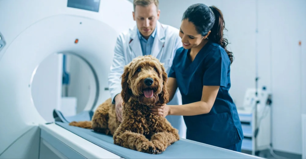 ΒΙΝΤΕΟ: «Πλήρωσε cash για να μεν φανεί το ΦΠΑ» - Ο κυνικός διάλογος στο ακτινοδιαγνωστικό που «βάφτιζε» τους σκύλους... ασθενείς